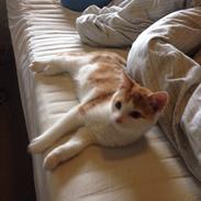 Blanding af racer Buster