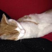 Blanding af racer Buster