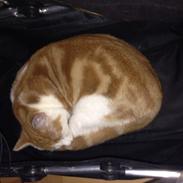 Blanding af racer Buster