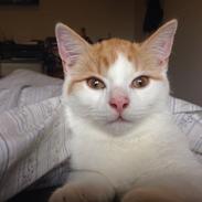 Blanding af racer Buster