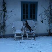 Blanding af racer Sweety