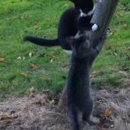 Blanding af racer Sweety