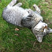 Blanding af racer Sweety