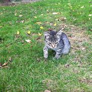 Blanding af racer Sweety