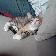 Huskat Molly