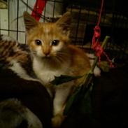 Blanding af racer Kitty