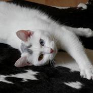 Blanding af racer Eyecha