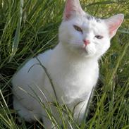 Blanding af racer Eyecha