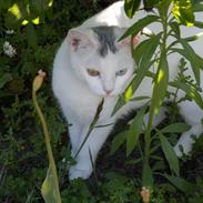 Blanding af racer Eyecha