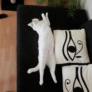 Blanding af racer Eyecha