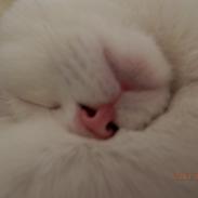 Blanding af racer Eyecha