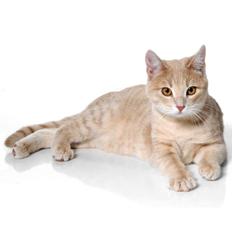 Europé Wawe's Lambda A3 BWO Lillemor aka Leah