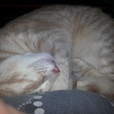 Europé Wawe's Lambda A3 BWO Lillemor aka Leah