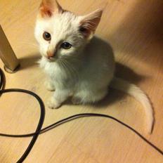 Blanding af racer Max