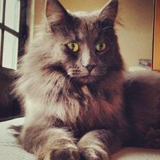 Blanding af racer Aslan