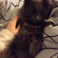 Blanding af racer Aslan