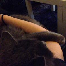 Blanding af racer Aslan