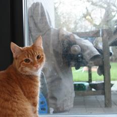 Huskat Pippi (Tigeren)