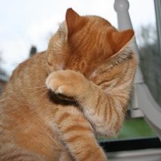 Huskat Pippi (Tigeren)