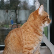 Huskat Pippi (Tigeren)