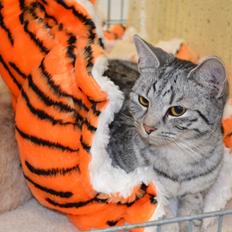 Europé Zenobia-Zea v.Tabbygaard*CH