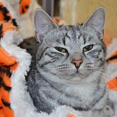 Europé Zenobia-Zea v.Tabbygaard*CH