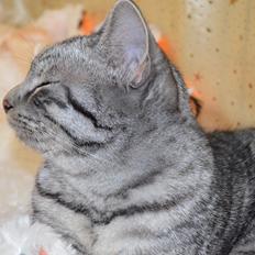 Europé Zenobia-Zea v.Tabbygaard*CH