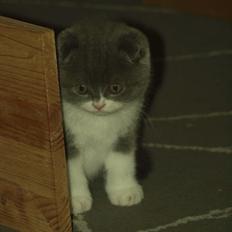 Scottish Fold Hikke