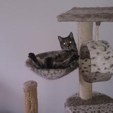 Huskat Pella Haleløs