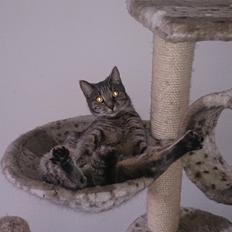 Huskat Pella Haleløs