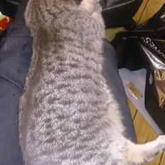 Huskat Pella Haleløs