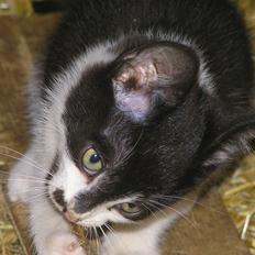 Blanding af racer Kildelunds Viggo