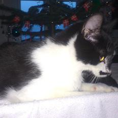 Blanding af racer Kildelunds Viggo