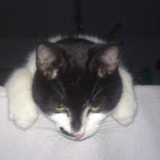 Blanding af racer Kildelunds Viggo