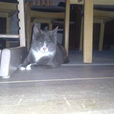 Blanding af racer Kildelunds Springgirl