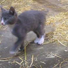 Blanding af racer Kildelunds Springgirl