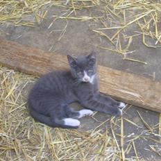 Blanding af racer Kildelunds Springgirl