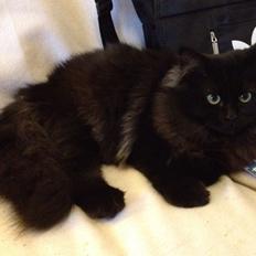 Blanding af racer Louis