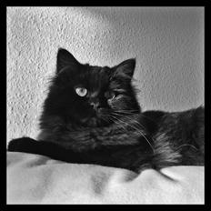 Blanding af racer Louis