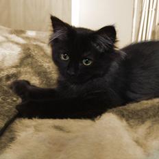 Blanding af racer Louis