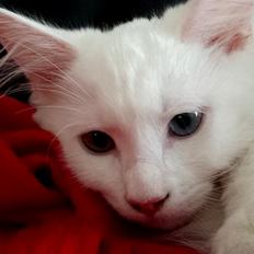 Maine Coon Galadriel