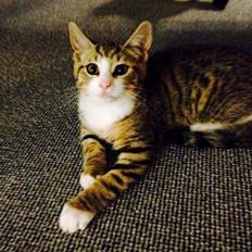 Blanding af racer Charlie