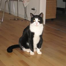 Blanding af racer Viggo