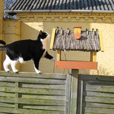 Blanding af racer Viggo