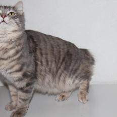 Kurilean Bobtail Stella - IC. Stella Zolotaya Seredina RU