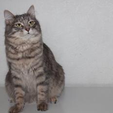 Kurilean Bobtail Stella - IC. Stella Zolotaya Seredina RU