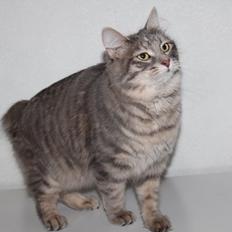 Kurilean Bobtail Stella - IC. Stella Zolotaya Seredina RU