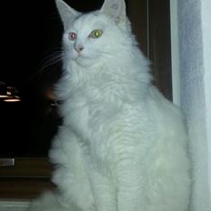 Blanding af racer Dave