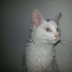 Blanding af racer Dave