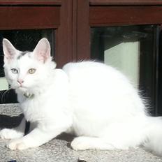 Blanding af racer Dave